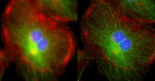 Semiparametric Uncertainty Quantification via Isotonized Posterior for Deconvolutions